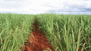 cana-de-acucar-300x168.gif