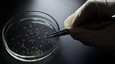 zika-6.jpg