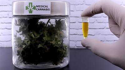 cannabis.jpg