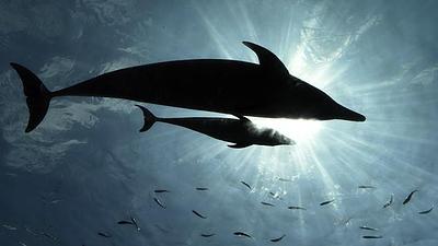 golfinho-1.jpg
