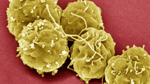 celulas-300x168.gif