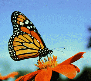 borboleta20-300x268.gif