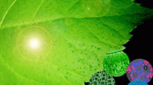folha-artificial-300x168.gif