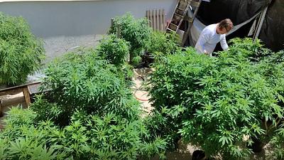 maconha.jpg