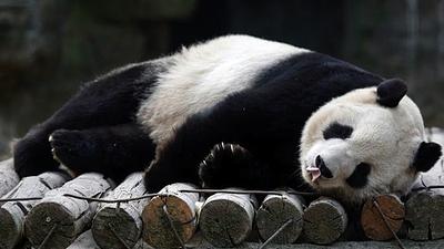 pandassaude.jpg