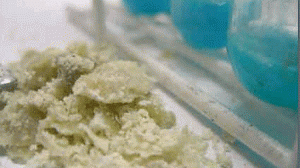 oxi-dorga-300x168.gif