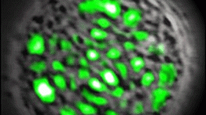 celula-luz-300x168.gif