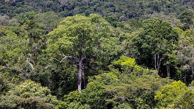 amazonia-2.jpeg