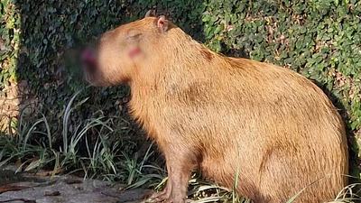 capivara.jpg