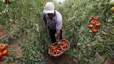 produtor-tomates.jpg