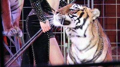 tigre.jpg