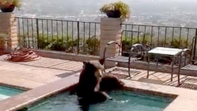 urso-piscina.jpg