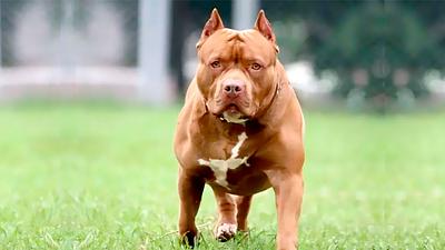 pitbull.jpg