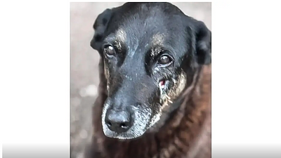 caoorelha.png