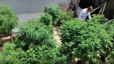 maconha.jpg