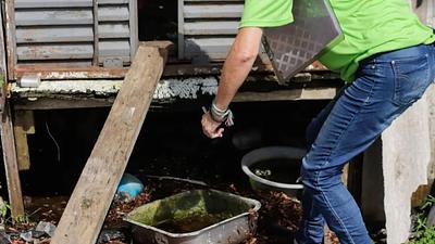 dengue.jpg