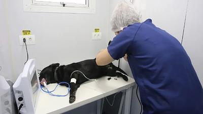 clinicaanimais.jpg