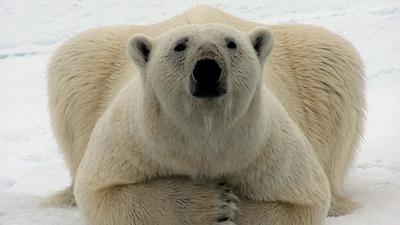 urso.jpg