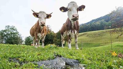 vacas.jpg