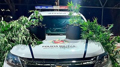 df-maconha.jpg