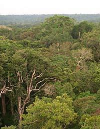 floresta-etanol.jpg