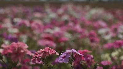 primavera.jpg