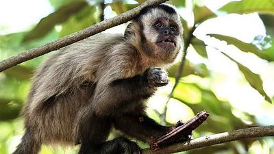 macacos.jpg