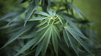 maconha-1-e1515152088450.jpg