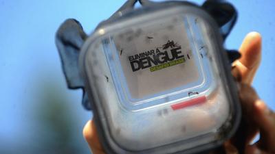 dengue.jpg