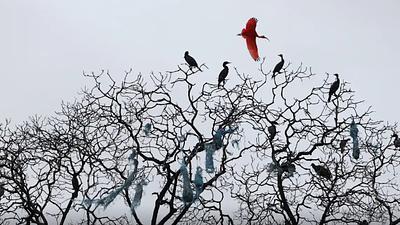 aves-1.jpg
