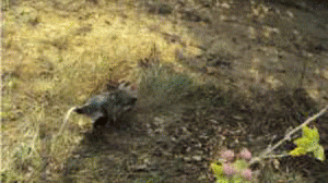 roedor-e-fazenda1-300x168.gif