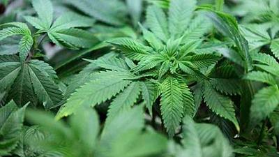 maconha-medicinal.jpg