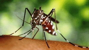 dengue3-300x168.gif