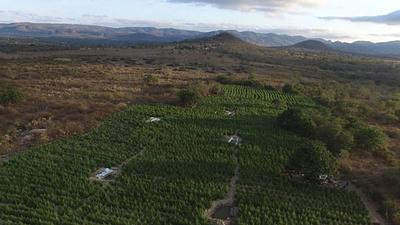 pernambuco.jpg