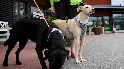 cachorros.jpg