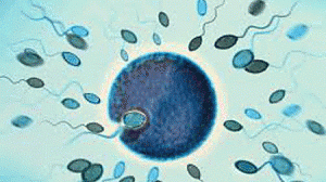 ovulos-300x168.gif