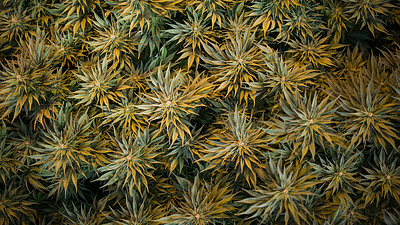 maconha.png