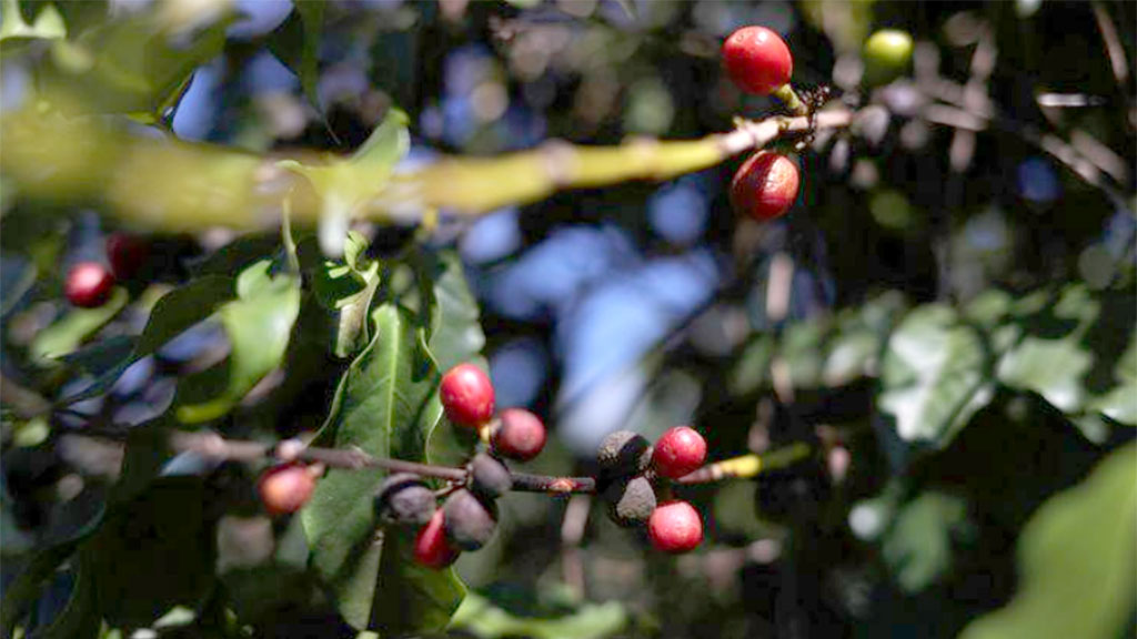 A safra de café registrou pequena queda, segundo pesquisa realizada no campo, diretamente na lavoura