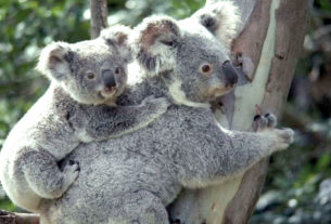 Milhares de coalas morreram, vítimas dos incêndios que assolam todo o continente australiano