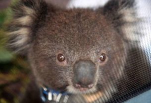 Os coalas do Estado australiano de Nova Gales do Sul (NSW) podem entrar em extinção até 2050