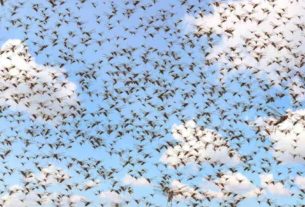 Praga de 'gafanhotos do deserto' invade cidade próxima à capital da Índia