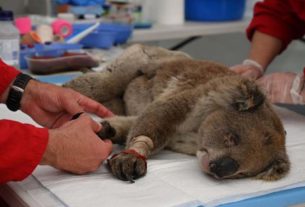 Imagens de coalas e outros animais resgatados das florestas comoveram o mundo