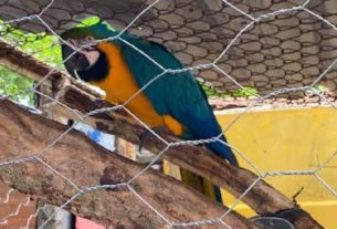 Polícia Civil prende homem que mantinha araras em ambiente inadequado em sua residência