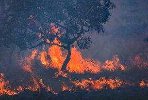 Pantanal registra pior ano em número de queimadas desde 1998, diz INPE