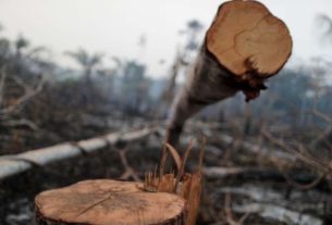 Trecho da Amazônia atingido por queimada é derrubado por madeireiros perto de Mirante da Serra, em Rondônia