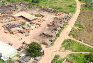 Madeireira ilegal,Rondônia