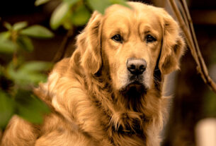 Golden Retriever