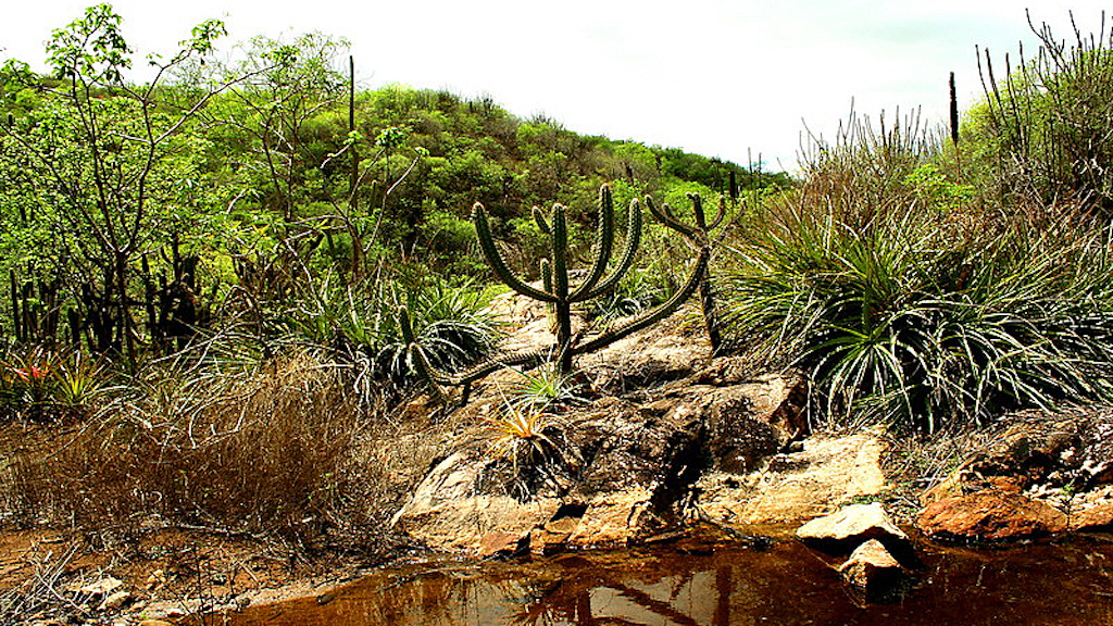 Caatinga